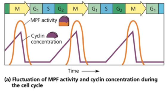 <p>Non enzymatic protein Levels of cyclin increase and decrease throughout the cell cycle</p><ul><li><p>Through protein synthesis and cleavage</p></li></ul>