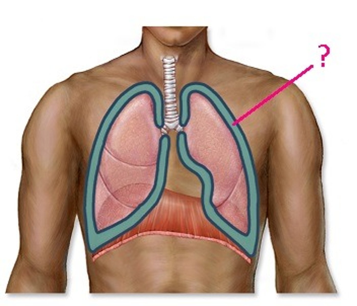 <p>A space between the layers of the pleura that surrounds a lung</p>