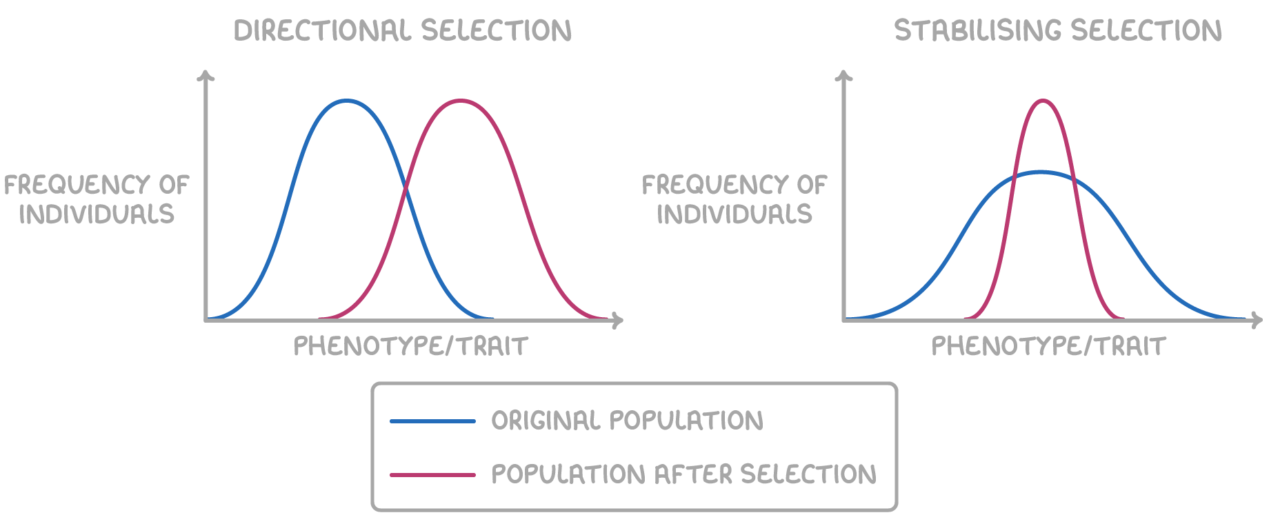 <ul><li><p>individuals w/ alleles for more extreme characteristics are more likely to survive and reproduce</p></li><li><p>due to a selection pressure - environmental change</p></li><li><p>on a graph, this shifts the mean frequency to the right</p></li></ul><p></p>