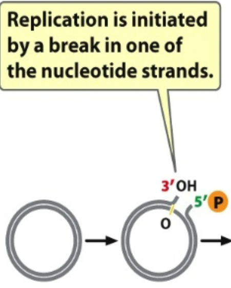 <ul><li><p>1st: Single strand break creating a 3’ OH and 5’ Phosphate group</p></li><li><p>DNA polymerase: move from 5’ to 3’ direction</p><ul><li><p>Next one that attaches to phosphate and C (5’ C) which is attached to another ring</p></li><li><p>There is a reliance on OH group in order for synthesis to occur</p></li><li><p>Critical elements required for function of DNA polymerase is 3’ OH (which comes off 3’ C)</p></li></ul></li><li><p>When there is a plasmid in circle → no access to 3’ OH group so you create a nic → break DNA to expose 3’ OH</p></li><li><p>Polymerase can come in and find 3’ OH group → attach and synthesize</p></li><li><p>Unidirectional</p></li><li><p>Bacteria uses this</p></li></ul><p></p>