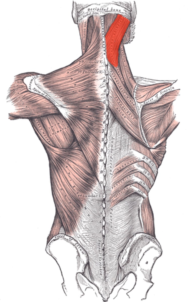 <p>Origin: Inferior half of ligamentum nuchae (C3-C6) and spinous processes of C7-T3<br>Insertion: Superior nuchal line of occipital bone and mastoid process of temporal bone<br>Action: Bilaterally extends head and neck. Unilaterally rotates head and neck to same side.</p>