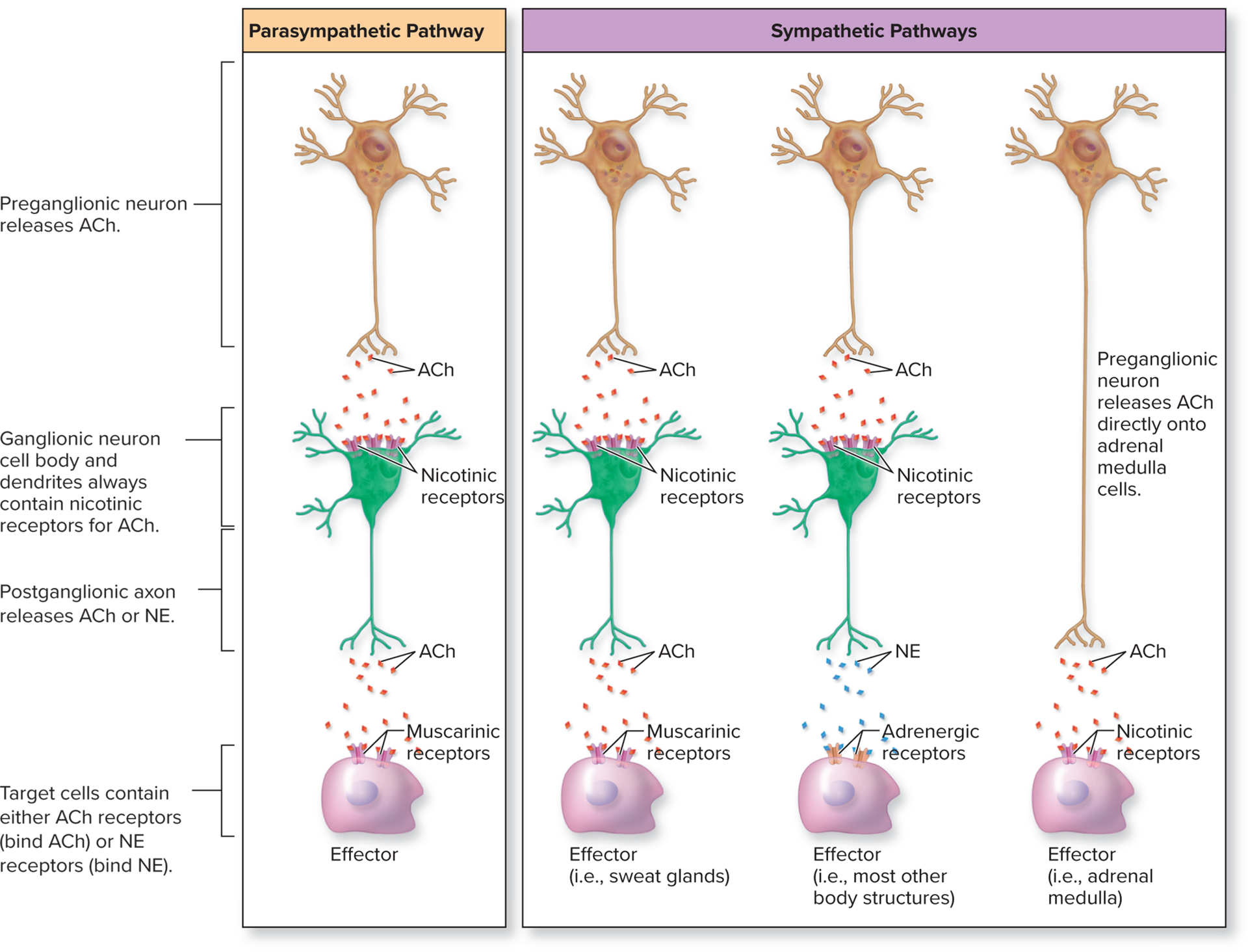<ul><li><p>Acetylcholine (ACh) and norepinephrine (NE)</p></li><li><p>Either transmission can cause stimulation or inhibition, depending on the postsynaptic receptor (excitatory or inhibitory)</p></li><li><p>Cells that release ACh are <strong>cholinergic neurons</strong></p></li></ul><p></p>