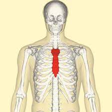 <p>of or relating to or near the sternum</p>