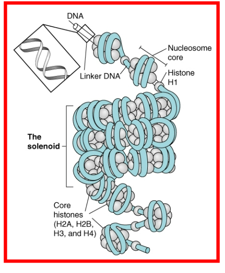 <p>via binding of histones (H1, H2A, H2B, H3, H4)</p><p></p><p>nucleosome core formed via 8 histones molecules; </p><p>nucleosome combine to produce tubular structure called Solenoid (30 nm fiber)</p><p></p><p>these 30 nm fiber (aka chromatin fiber) is then organized into loops and anchored via nuclear scaffold proteins</p><p></p><p>linker dna = histone 1</p>