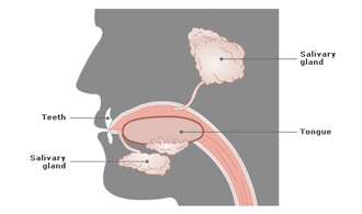 <p>Saliva contains the enzyme salivary amylase. This enzymes breaks starch into smaller sugars and is stimulated by chewing. It is important to chew food thoroughly as this is the first stage of the digestive process. </p><p></p>