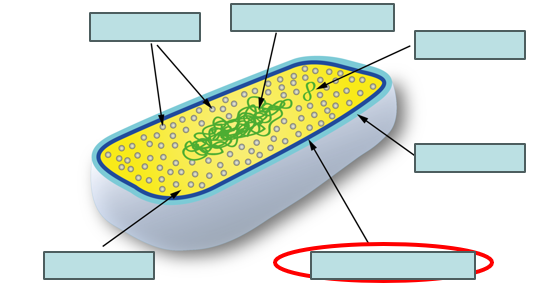 <p>structure of bacteria </p>