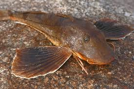 <p>Northern Sea Robin</p>