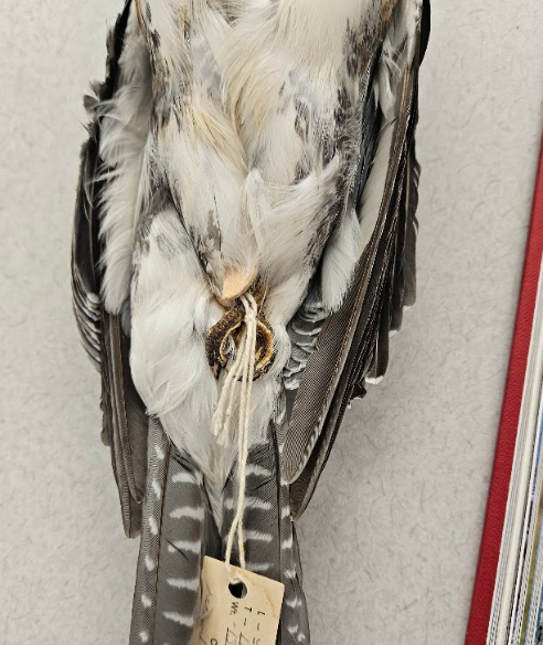 <p>third and fourth toes (outer and middle) are united for most of their length &amp; have a broad sole in common</p>