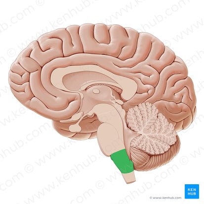 <p><span style="background-color: transparent;"><span>the base of the brain stem, responsible for involuntary functions such as swallowing, sneezing, and heart function.</span></span></p>