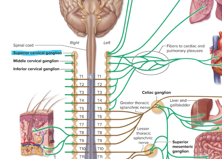 <ul><li><p>cells have <strong>postganglionic axons going to head, neck, thoracic viscera</strong></p></li><li><p>targets: sweat glands, blood vessels, dilator pupillae muscle of eye, superior tarsal muscle of eyelid</p></li></ul><p></p>