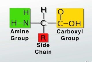 <ul><li><p>Amino acids are the building blocks of proteins.</p></li><li><p>Each amino acid consists of one central(alpha) carbon surrounded by:</p><ul><li><p>An amino group(like NH2),</p></li><li><p>A Carboxyl group</p></li><li><p>A H</p></li><li><p>A R side group(molecular groups bonded to the amino acid that determine its properties)</p></li></ul></li><li><p>An amino acid can be <strong>acidic, basic polar(hydrophilic), or hydrophobic</strong> based on the properties of the R side group </p></li></ul><p></p>