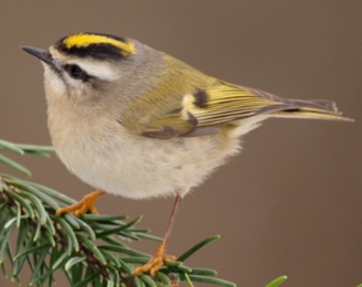 <p>Regulus satrapa</p>