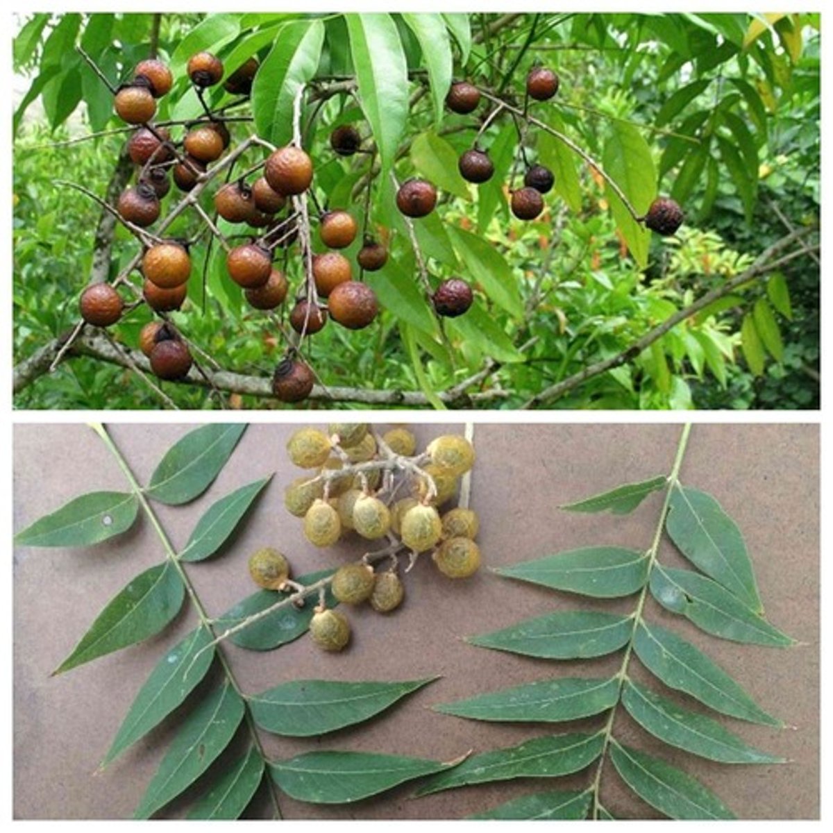 <p>Sapindus drummondii<br>Sapindaceae</p>