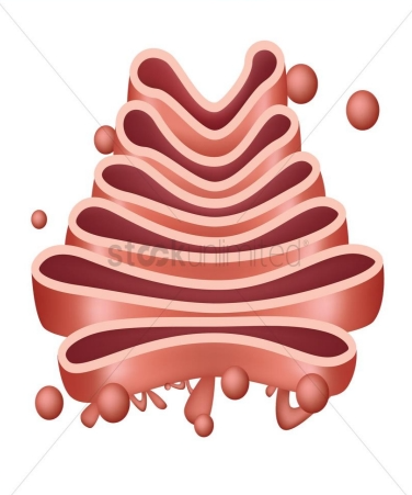 <p>- Sorting, tagging, packaging, and distribution of lipids and proteins take place in the______, a series of flattened membranes.<br>- Before reaching their final destination, the lipids or proteins within the transport vesicles still need to be sorted, packaged, and tagged, so that they wind up in the right place.</p>