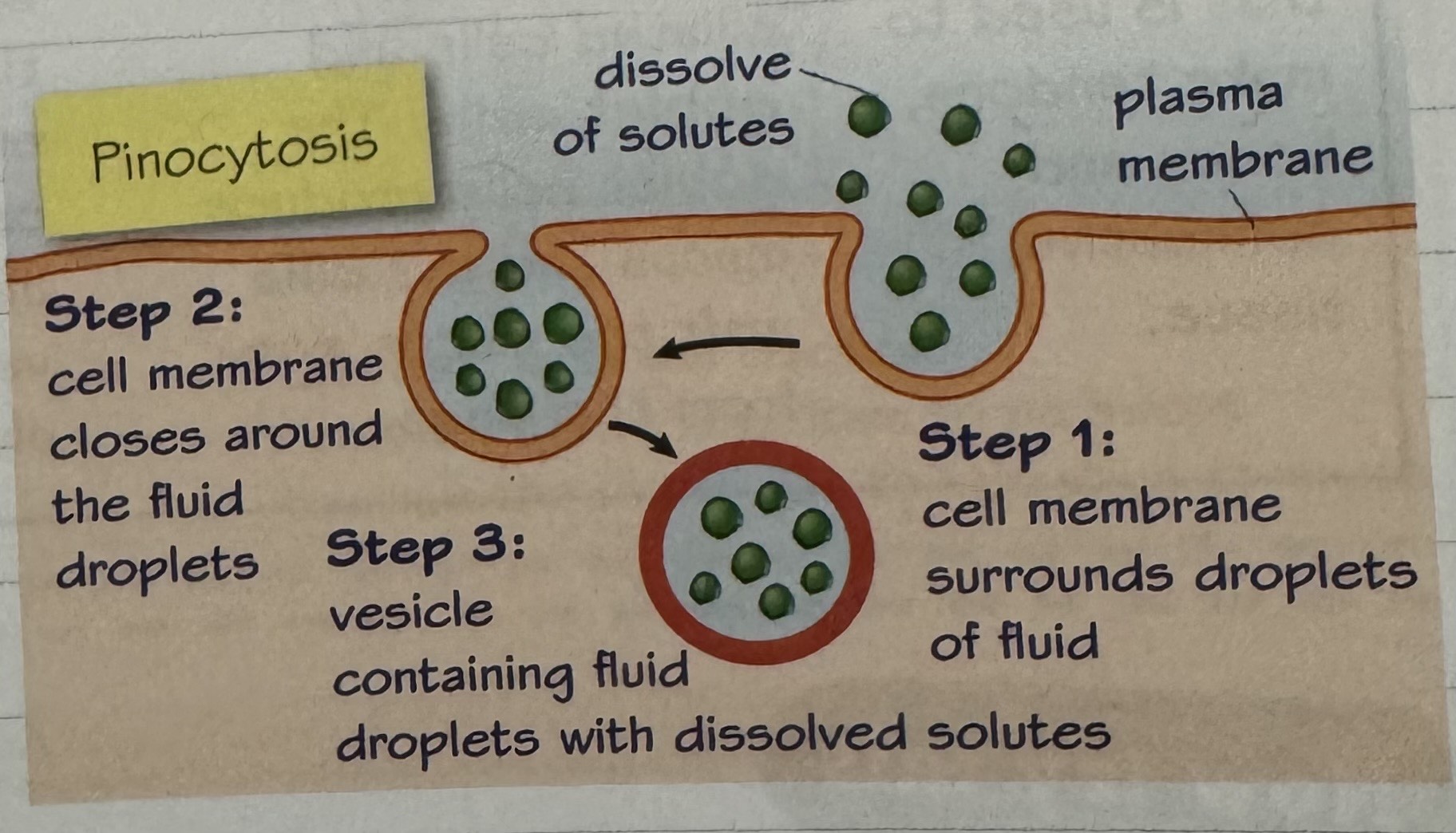 knowt flashcard image