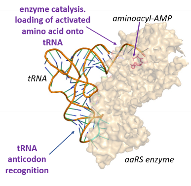 <ol><li><p>the aaRS catalytic domain associates with the correct amino acid</p></li><li><p>the aaRS anticodon recognition domain associates with the correct tRNA anticodon sequence</p></li></ol>