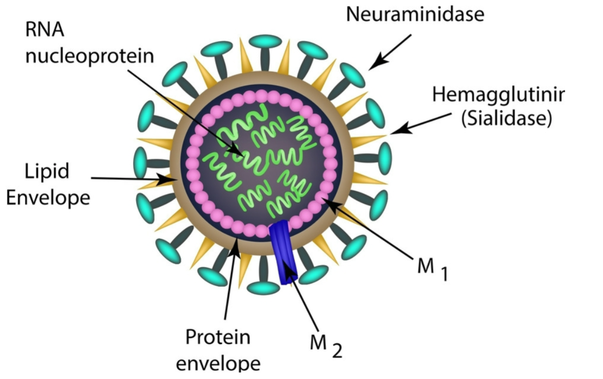 <p>ID this Virus containing Neuraminidase, no spikes, and RNA nucleoprotein. </p>