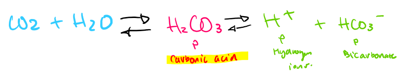 <ul><li><p>small increase of CO2= large impact</p></li><li><p></p><p></p></li></ul><p></p>