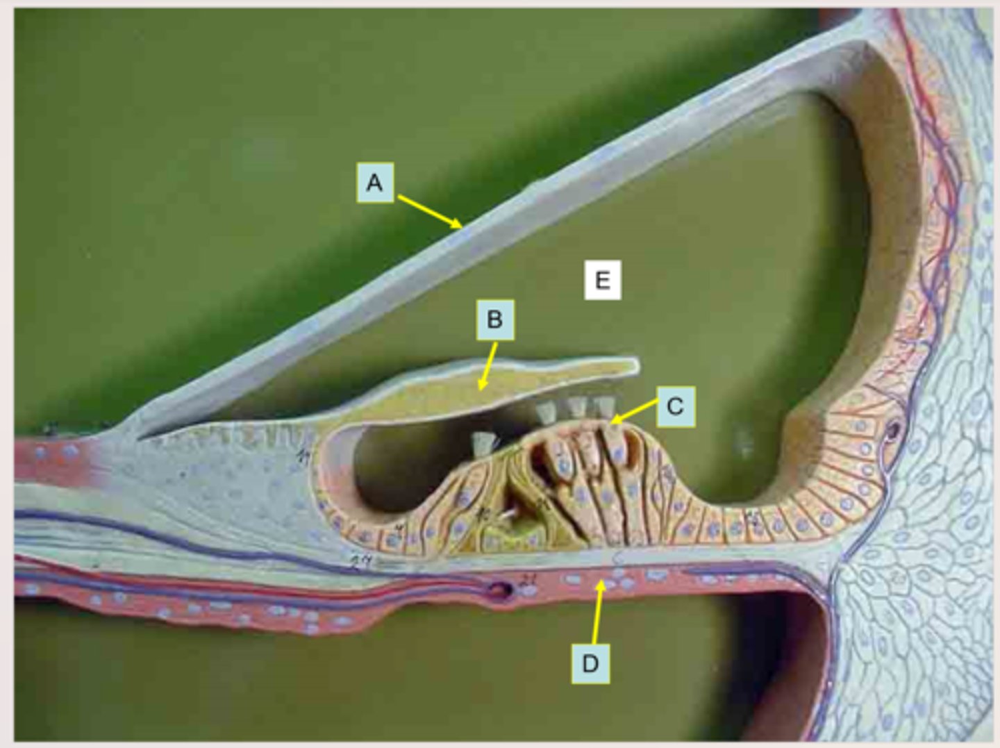 <p>What is the arrow of the letter C pointing to?</p>