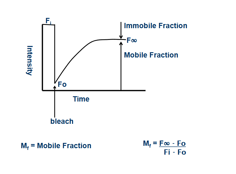 <p>percentage of protein the can move around in sample</p><p>close to 100% - unrestricted movement</p><p>close to 0 - movement restricted</p>