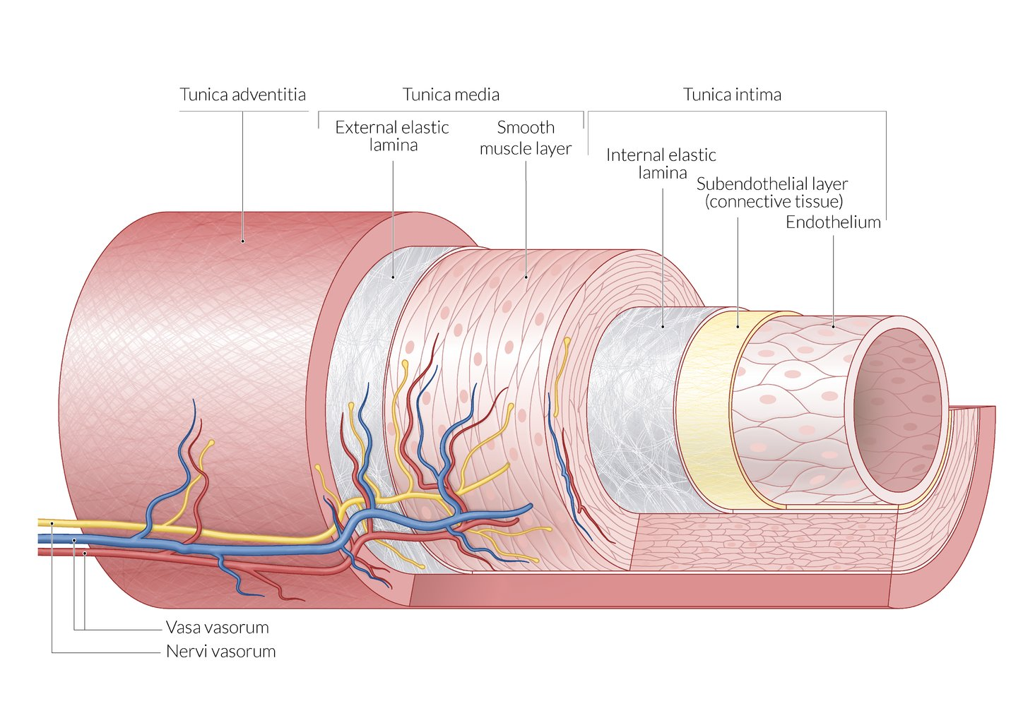 <p>The arteries’ <u>thick walls</u> allow them to withstand high blood pressure. </p><p>The <u>narrow lumen</u> helps maintain high blood pressure. </p><p><u>Smooth muscle</u> in the arteries allow them to contract in order to maintain high blood pressure (between heart beats, etc.) </p><p><u>Elastic fibers</u> in the artery walls allow the arteries to stretch and recoil as pressure increases and decreases due to heart beats. This recoil helps keep the blood moving in the artery. </p><p><u>Smooth endothelial cells</u> lining the lumen reduces the friction as blood flows. </p>