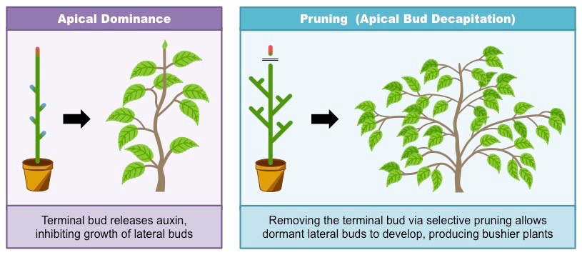 <p>What happens when a plant is pruned?</p>
