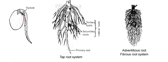 <ol><li><p>Tap root</p></li><li><p>Fibrous Root / Adventitious Root</p></li></ol>