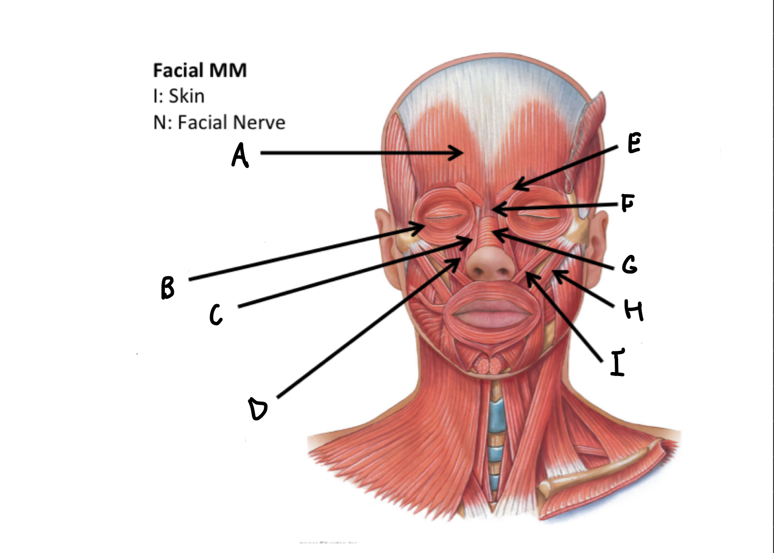 <p>What muscles are these?</p>