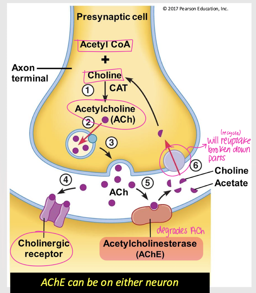 <p>axon terminal cytosol</p>