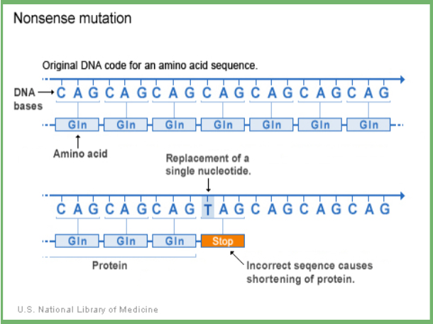 <p>point mutations which replaces a codon that codes for an amino acid with a stop codon</p>