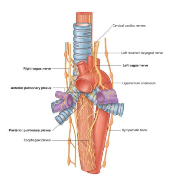<ul><li><p>Nerves of lungs &amp; visceral pleura are derived from the pulmonary plexuses anterior &amp; (mainly) posterior to the roots of the lungs</p><ul><li><p>These nerve networks contain parasympathetic, sympathetic, &amp; visceral afferent fibers</p></li><li><p>These interconnected plexuses lie anteriorly &amp; posteriorly to the tracheal bifurcation &amp; main bronchi</p></li><li><p>The anterior plexus is much smaller than the posterior plexus</p></li></ul></li><li><p>Branches of these plexuses, which ultimately originate from the sympathetic &amp; vagus trunks, are distributed along branches of the airway &amp; vessels</p><ul><li><p>posterior from vagus, anterior from </p></li></ul></li><li><p>The visceral efferents from the vagus system allow the <u>constriction</u> of the bronchiole, those from the sympathetic system <u>dilate</u> the bronchioles</p></li></ul>
