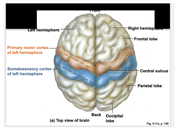 <p><span> is the awareness of body position</span></p>