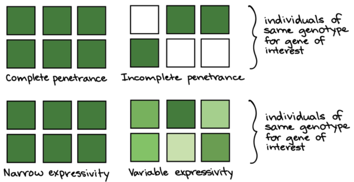 <p>the proportion of carriers that will have any phenotypic expression</p><ul><li><p>individuals have same genotype as their family but don’t express the phenotype</p></li></ul><p></p>