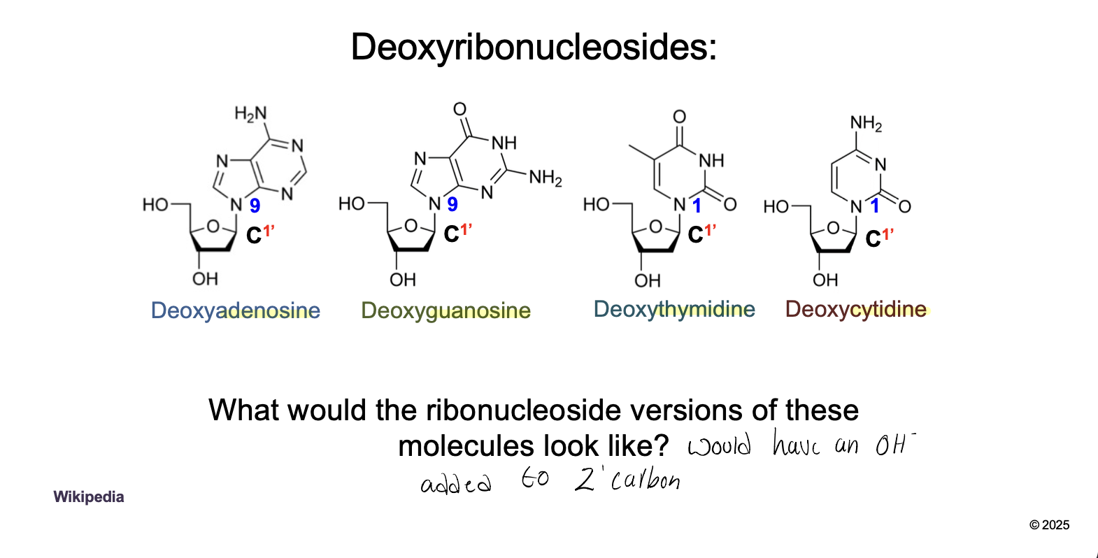 <p>NucleoSIDES: Pentose sugar + nitrogenous base  </p><ul><li><p>The base are bound to the 1’ carbon of sugar</p></li><li><p>DeoxyADENOSINE, DeoxyGUANOSINE, DeoxyTHYMIDINE, DeoxyCYTIDINE </p></li></ul><p></p>