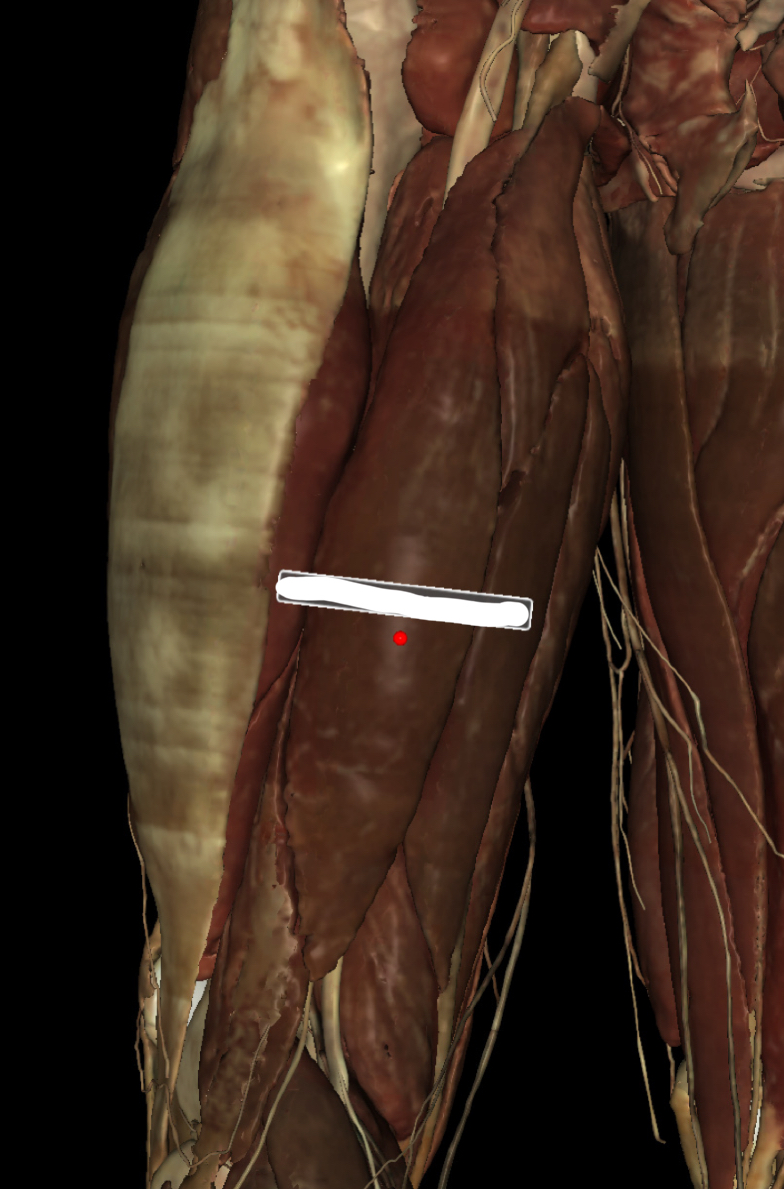 <p>Identify the Structure</p>
