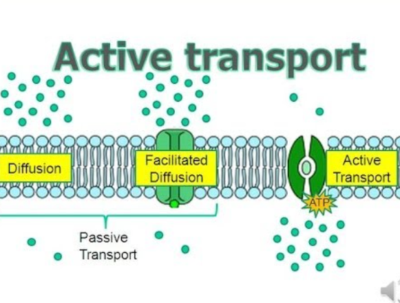 <p><span style="font-family: "Open Sans", sans-serif; line-height: 115%;"><strong><span>Active transport </span></strong></span></p>