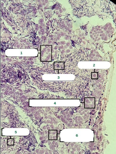 <p>What is the specimen in the photo?</p>