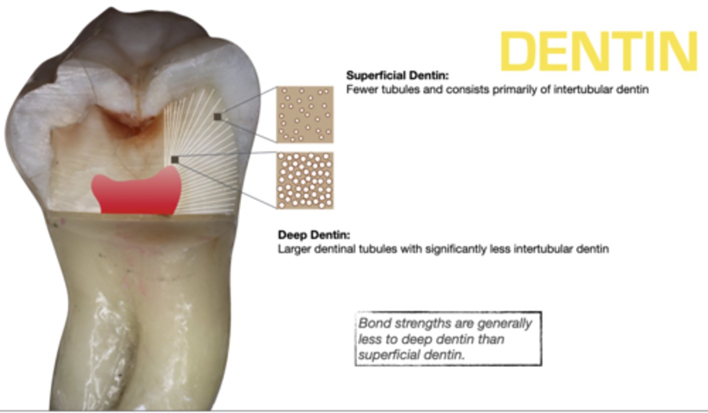 <p>superficial:</p><p>- fewer tubules, primarily intertubular dentin</p><p>deep:</p><p>- larger dentinal tubules, significantly less intertubular dentin</p>