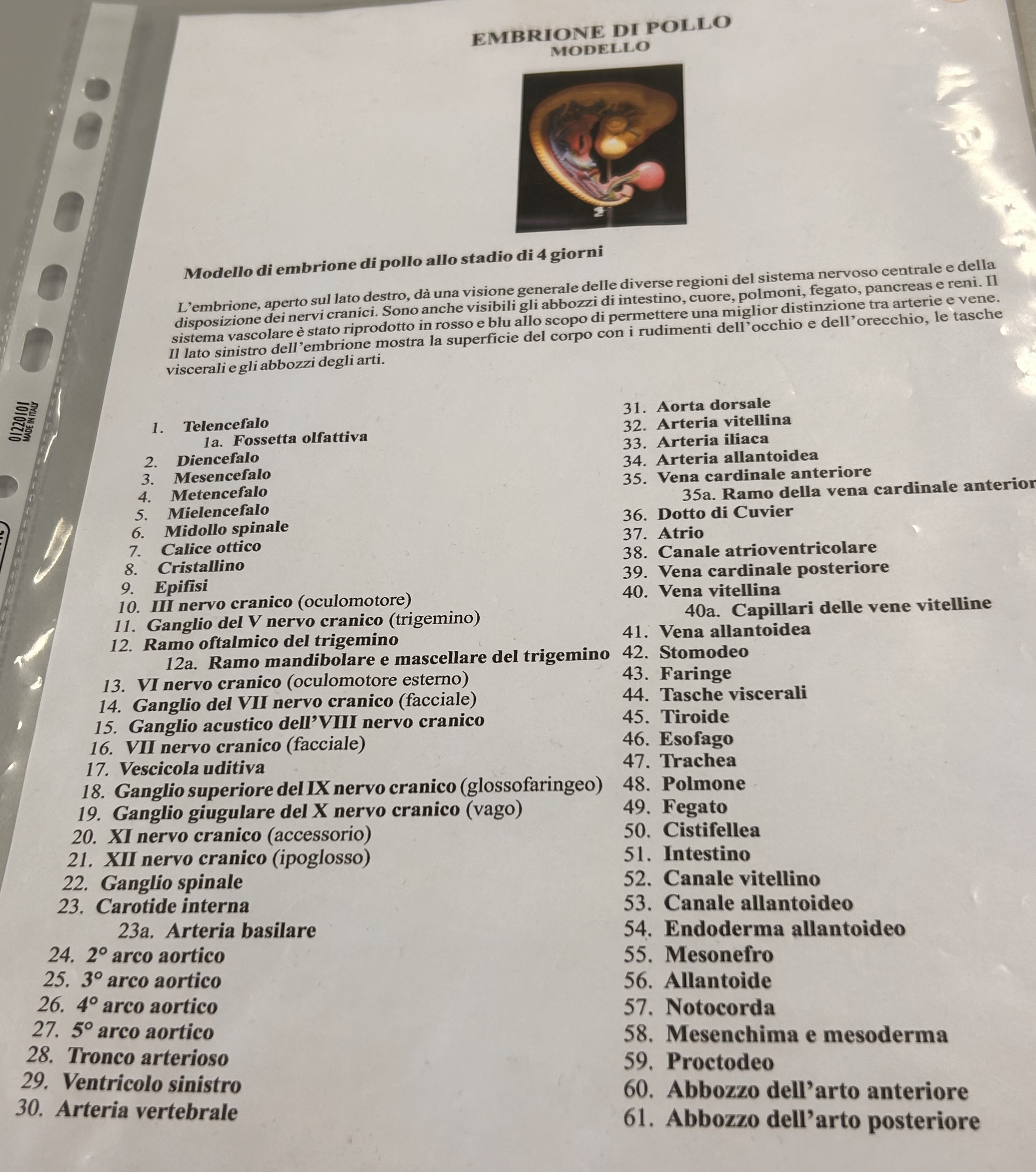 <p>Modello embrione pollo a 4 giorni</p>