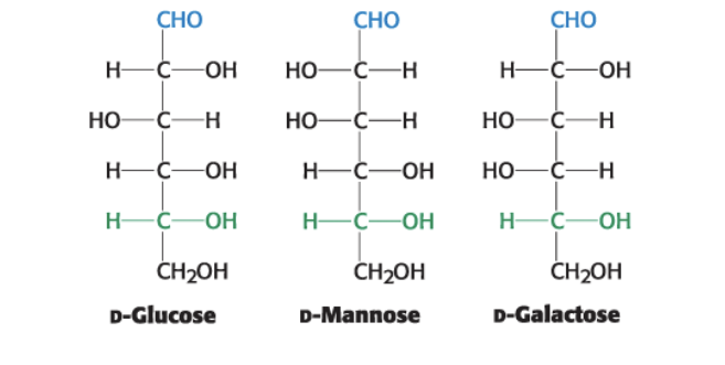 <p>they are diastereoisomers differing in configuration only at a <strong>single asymmetric center</strong></p><ul><li><p>glucose + mannose = epimers; C2 has altered chirality</p></li><li><p>glucose + galactose = epimers; C4 altered</p></li><li><p>mannose + galactose = diastereoisomers b/c altered chirality at 2 AND 4</p></li></ul><p></p>