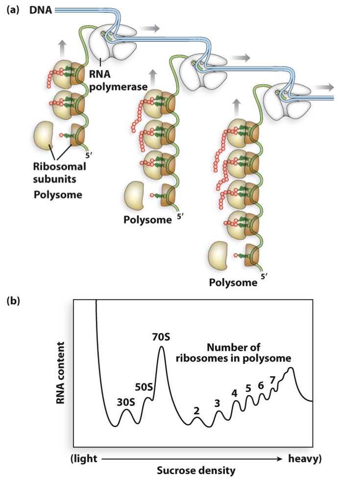<ul><li><p>many ribosomes on a single mRNA (which is still being transcribed)</p></li><li><p>increases rate of translation</p></li><li><p>can happen because both transcription and translation occur in the cytoplasm (no nucleus so mRNA does not have to travel out of it) and no introns need splicing</p></li></ul>