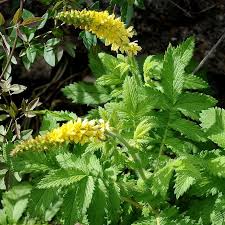 <p>közönséges párlófű (apróbojtorján)</p>