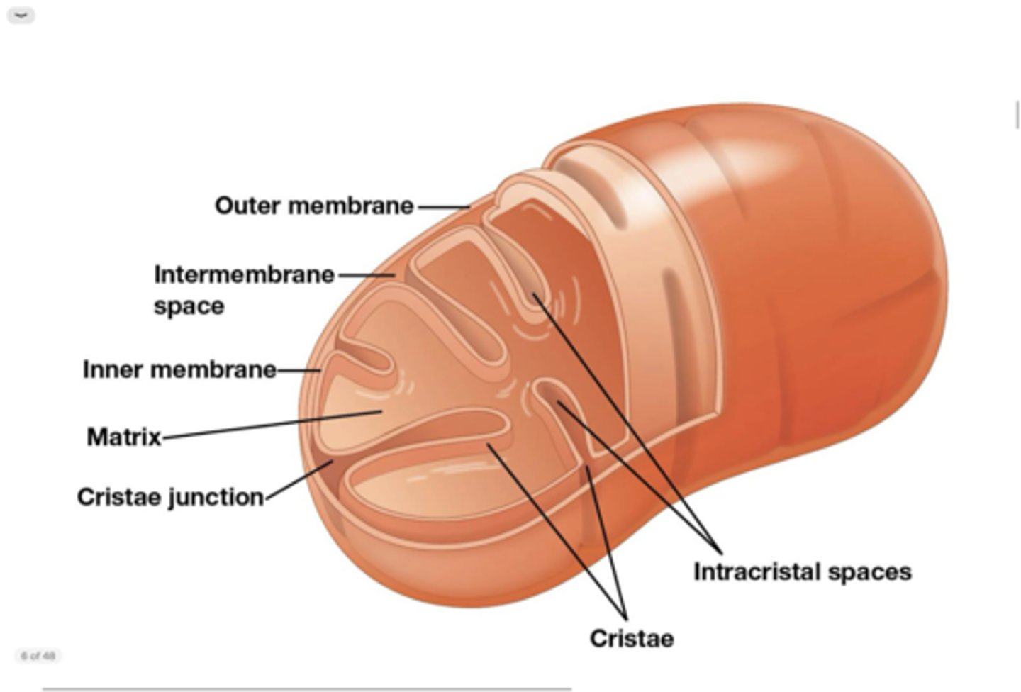 <p>- porines opgebouwd uit amfipatische beta platen</p><p>- intermembranaire ruimte zelfde samenstelling als cytosol</p>