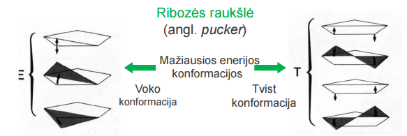 <p>Voko ir twist konformacijos</p>