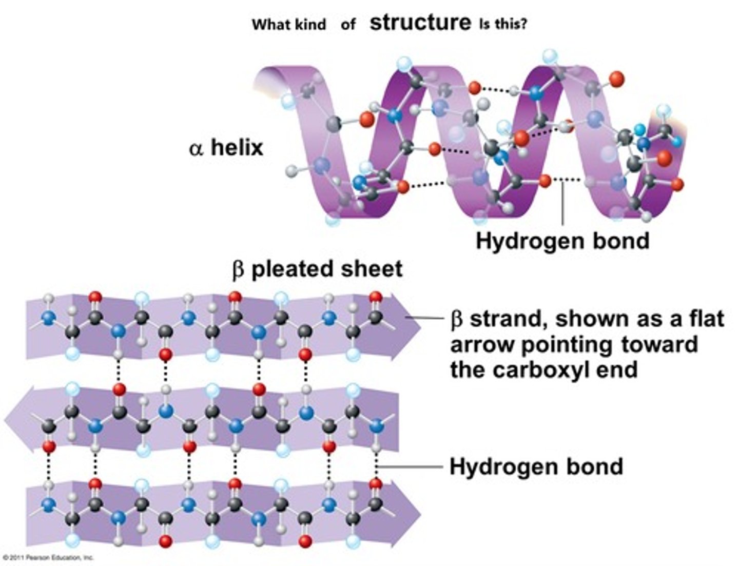 <p>Amino and Carbonyl groups will interact to form Hydrogen bonds.</p><p>a-helix will form a spiral structure</p><p>Beta-pleated sheets form.</p>