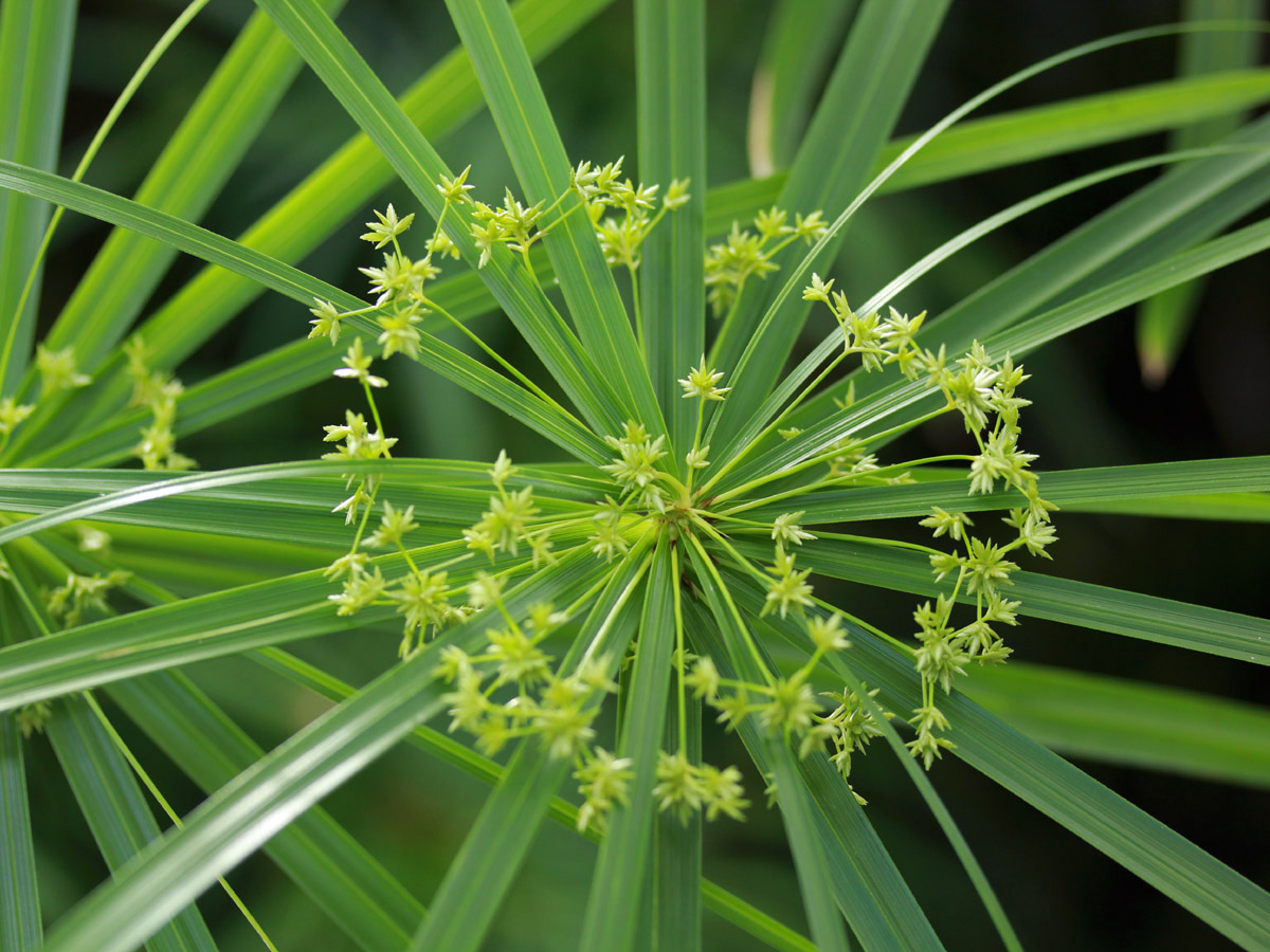 <p>What family does this plant belong to?</p>