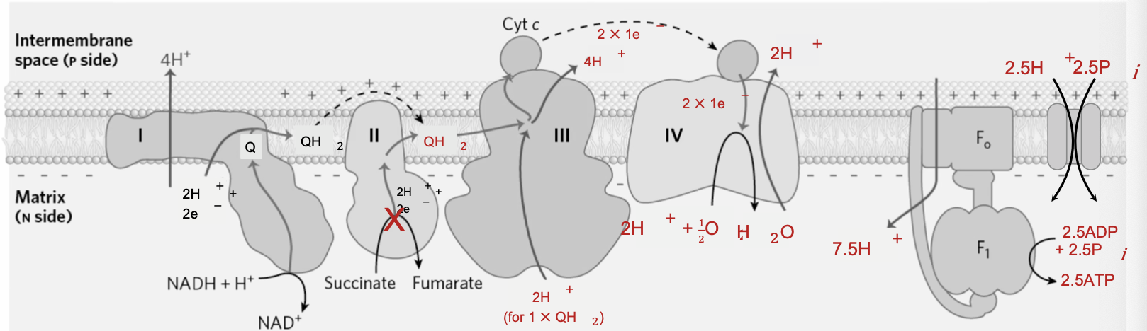 <p><strong>Complex I: </strong>NADH + Q + 5 H+<sub>N</sub> → NAD<sup>+</sup> + QH<sub>2</sub> + 4 H+<sub>P</sub></p><p class="p1"><strong>Complex III: </strong>2 cyt <em>c</em>(ox) + QH<sub>2</sub> + 2H<sup>+</sup><sub>N</sub> → 2 cyt <em>c</em>(red) + Q + 4H<sup>+</sup><sub>P</sub></p><p class="p1"><strong>Complex IV: </strong>2 cyt <em>c</em>(red) + 0.5 O<sub>2</sub> + 4H<sup>+</sup><sub>N</sub> → 2 cyt <em>c</em>(ox) + H<sub>2</sub>O + 2H<sup>+</sup><sub>P</sub></p><p class="p1"><strong>ATP Synthase + P<sub>i</sub> Translocase: </strong>2.5 ADP + 10H<sup>+</sup><sub>P</sub> + 2.5P<sub>i</sub>(p) → 2.5ATP + 10H<sup>+</sup><sub>N</sub></p><p class="p1"><strong>Net: </strong>2.5 ADP + 2.5P<sub>i</sub>(p) + NADH + H<sup>+</sup><sub>N</sub> + 0.5 O<sub>2</sub> → 2.5 ATP + NAD<sup>+</sup> + H<sub>2</sub>O</p>