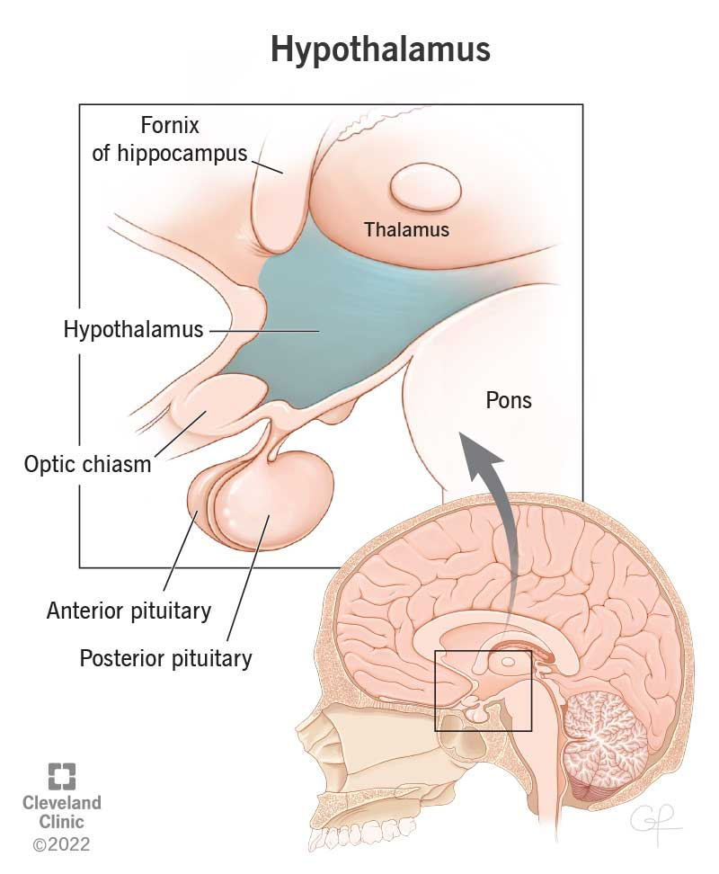 <p>hypothalamus </p>