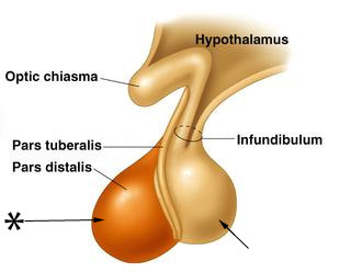 epithelial tissue, endocrine organ 
aka adenohyphysis