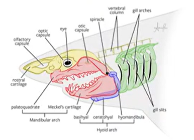 <p>refers to structures related to the hyoid (supporting tongue and throat) </p>
